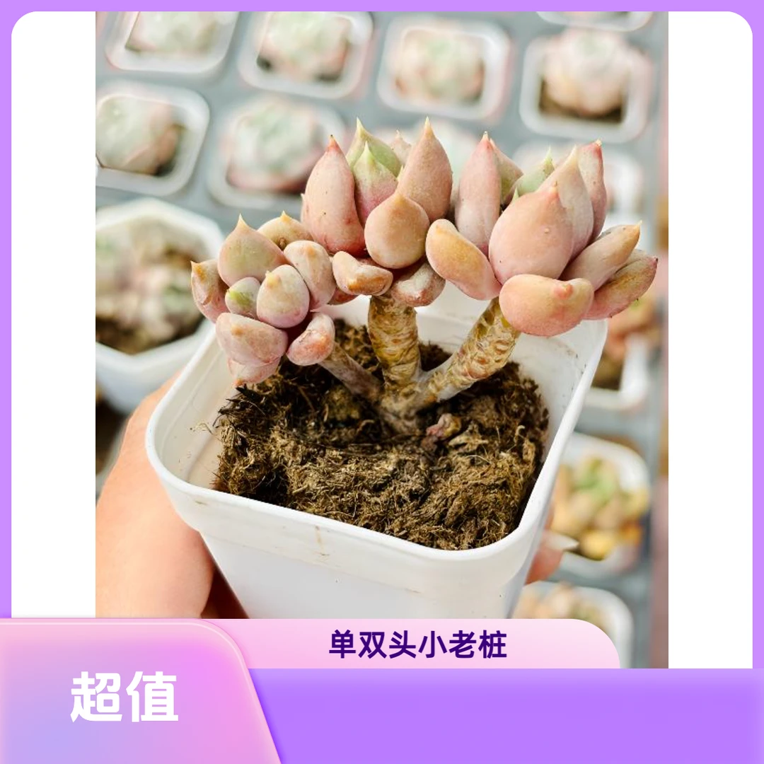 红象牙多肉植物单双头木质化小老桩室内植物盆栽