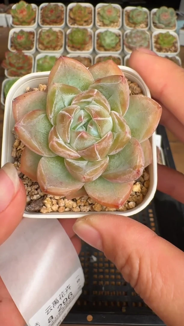 295a珍妮多肉(6.5cm杯）一物一拍 带盆土发