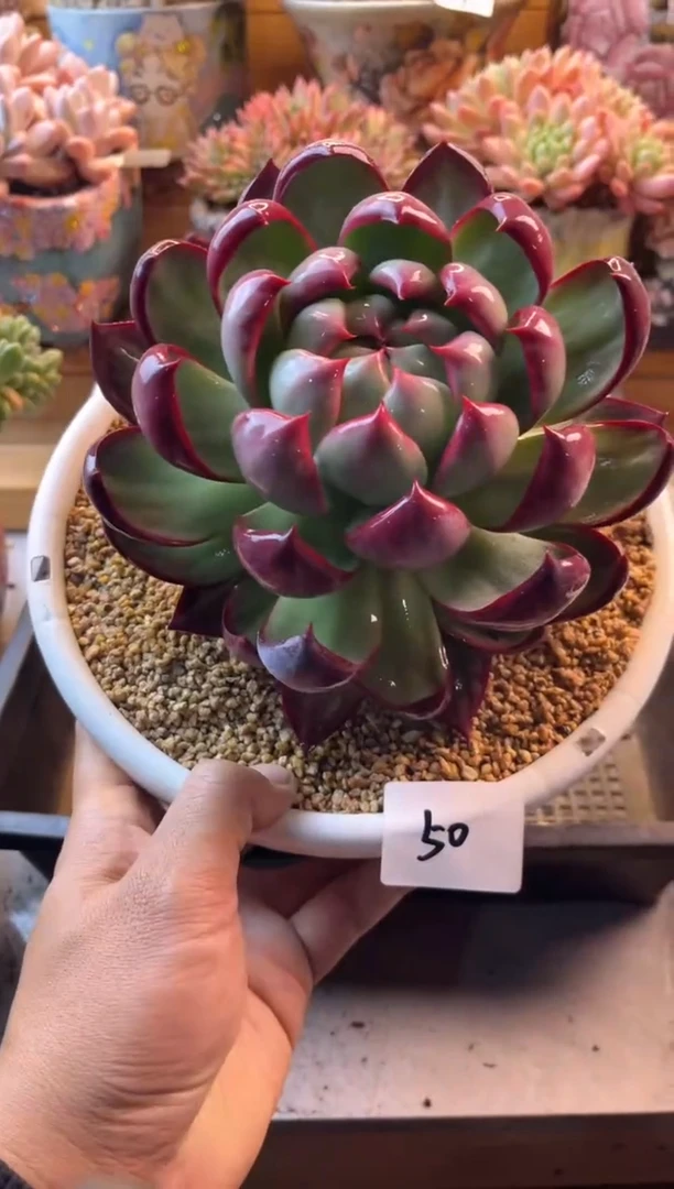 进**?11.4-49惊鸿1111111111