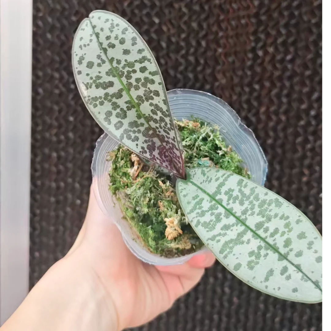 日照金山》(3.寸)纯苗叶损较大 少根