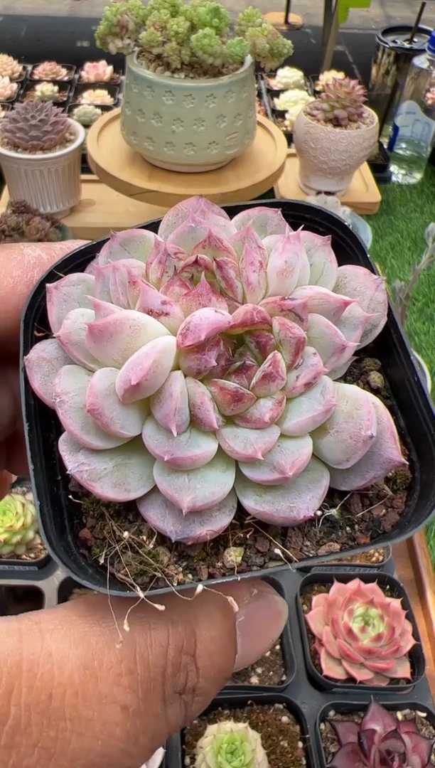 东云多肉园二店-15