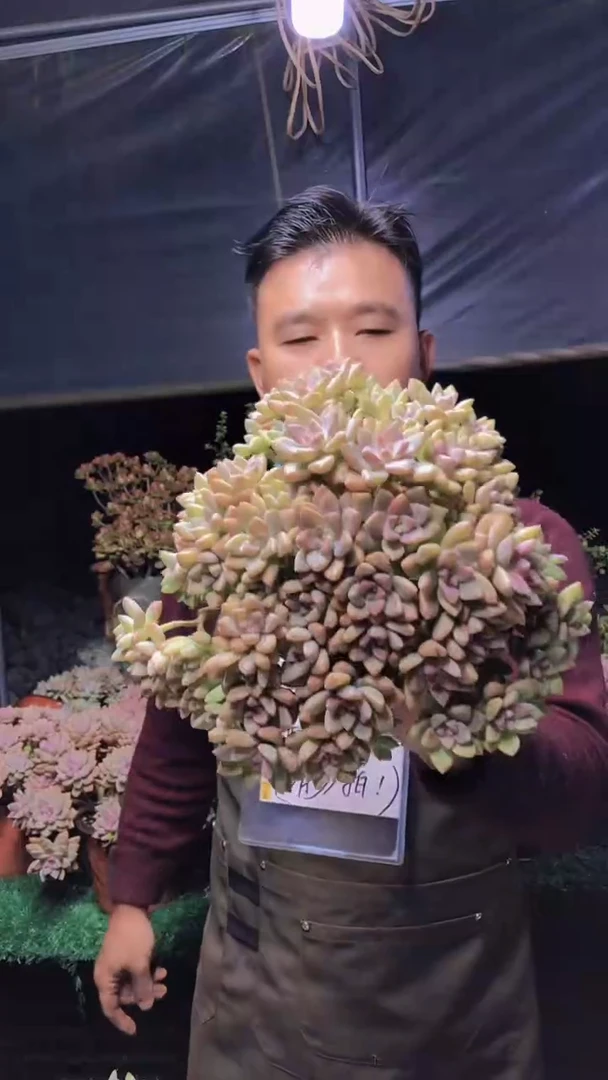 272淡雪缀化一物一拍