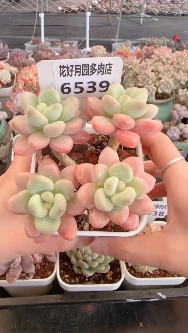 【闪购商品】6539.