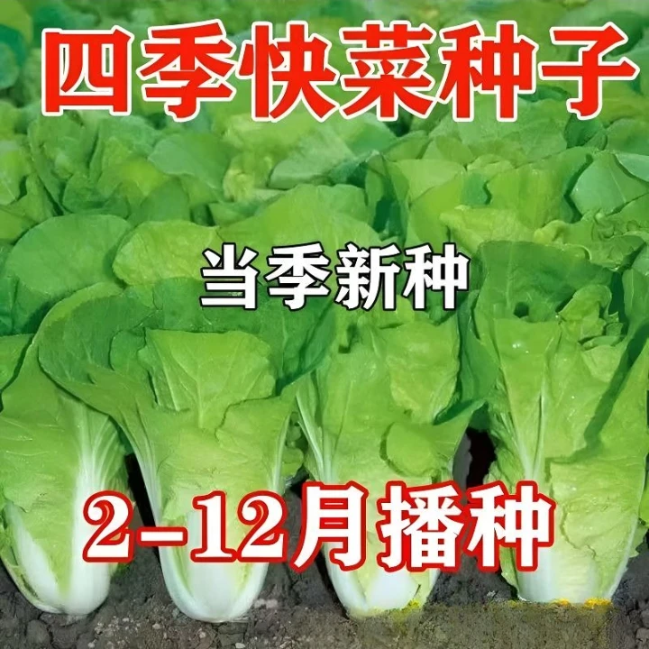 下单就发3包】四季奶油快菜种子小白菜籽耐热速生种孑阳台蔬菜籽种