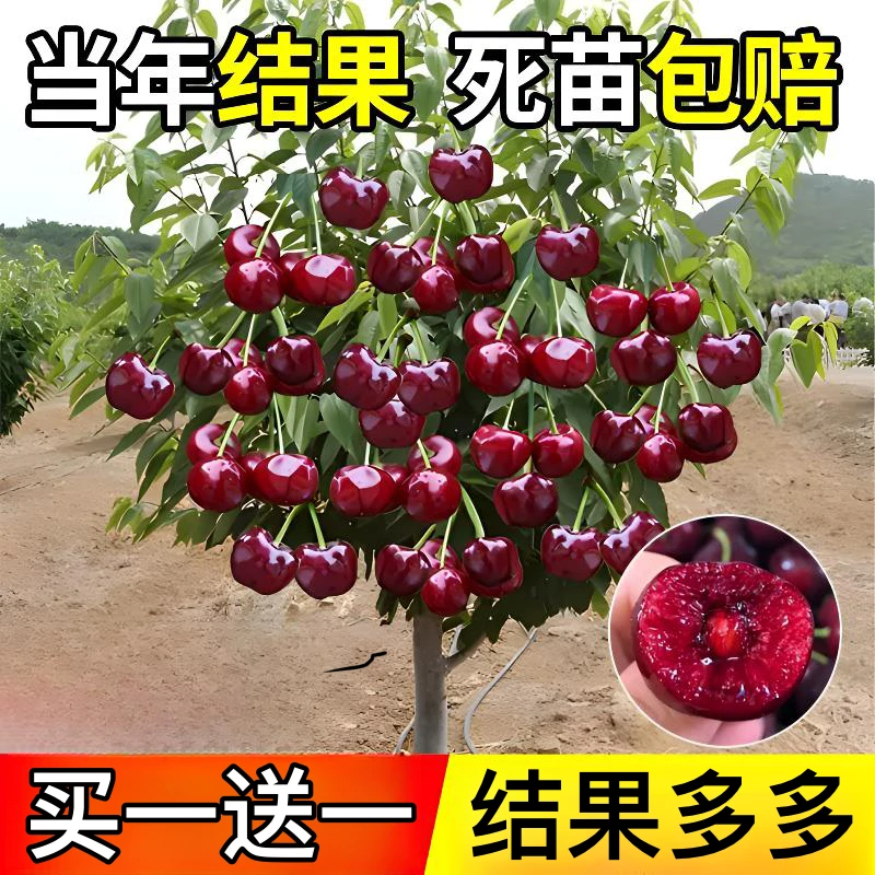 l【买一送一】原盆原土带叶车厘子苗盆栽庭院果树矮化车厘子