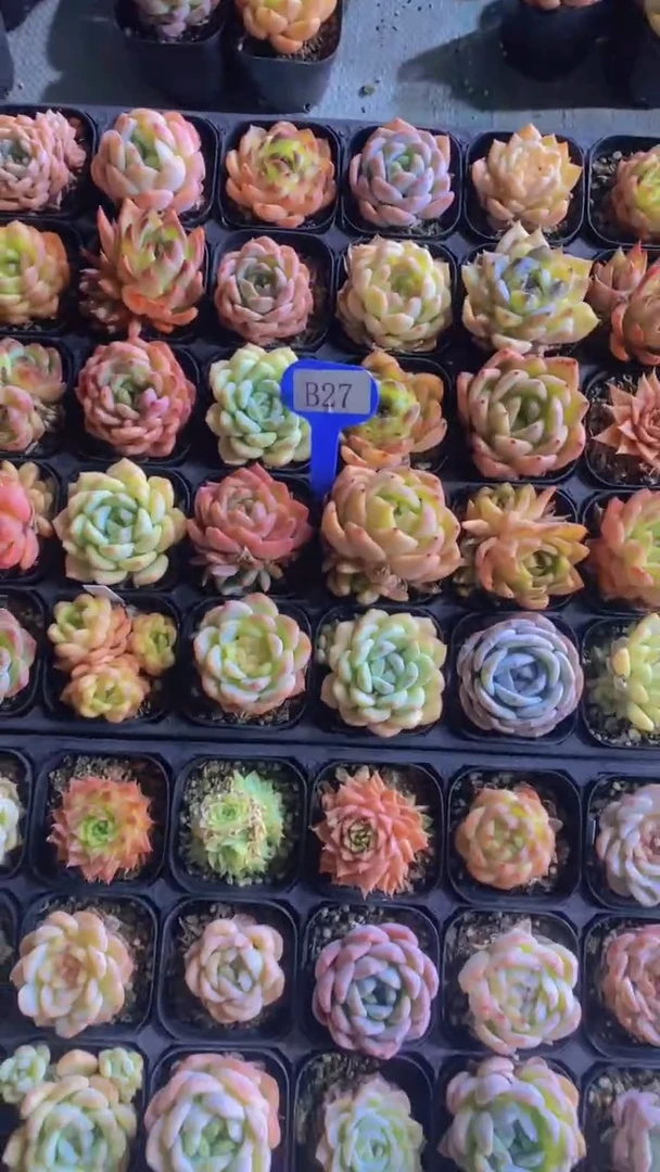 B27-精品美肉组合5颗（量拍）