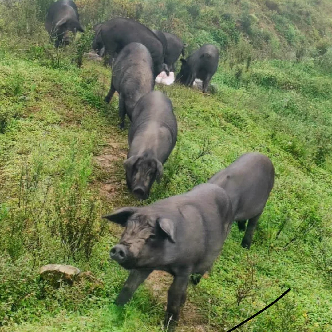 （山海涯头跑山黑猪肉）纯粮散养黑猪