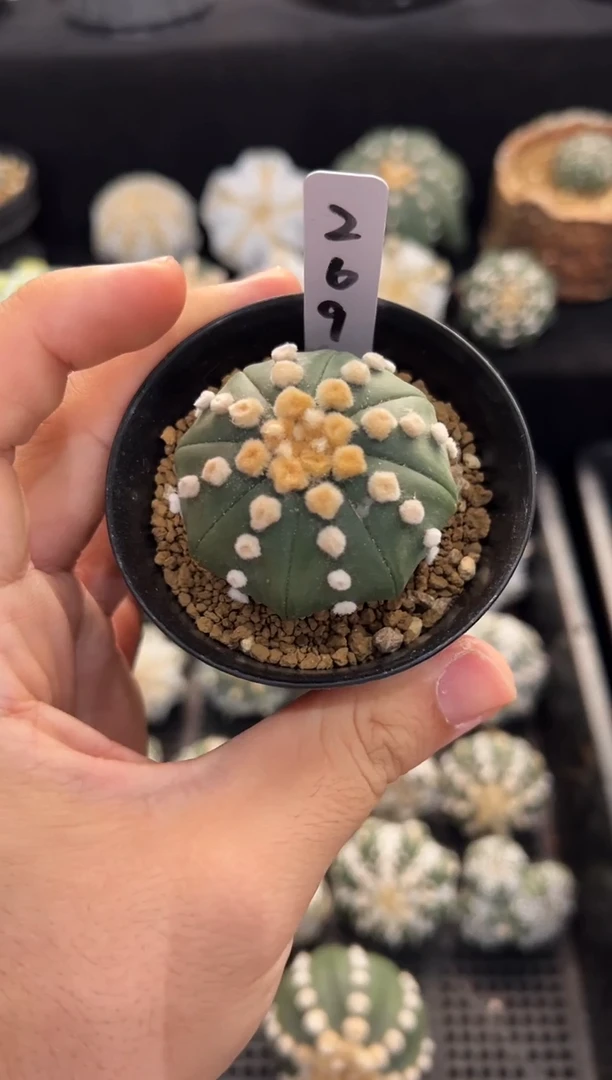 海星连油实生编码269