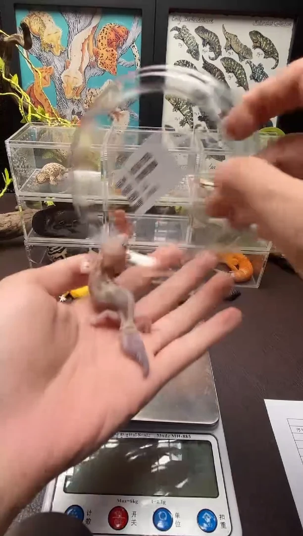肥尾守宫鳞与尾 Scale Tail 爬宠HF4