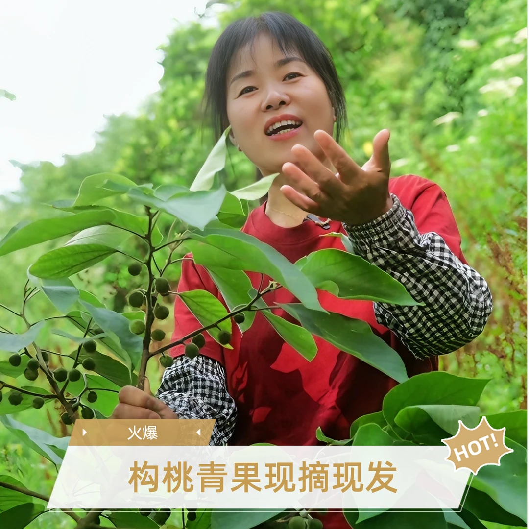 新鲜野生构桃青果干果构桃成熟籽籽构树叶现摘现发