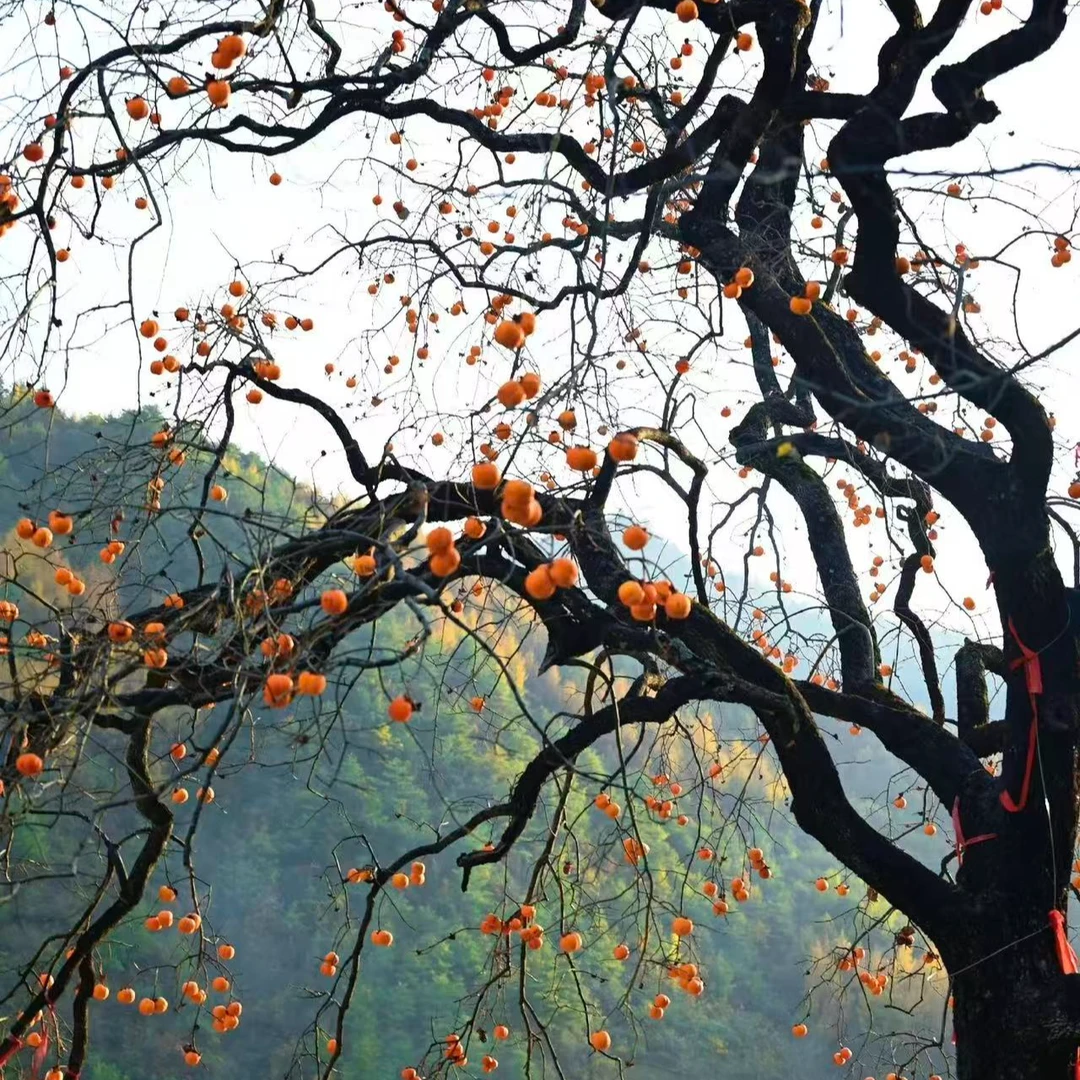 都是园林庭院景观树一物一拍 耐寒耐热南北方都可以种植