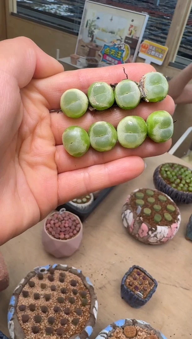 533多肉植物桃尻娘拉登一颗