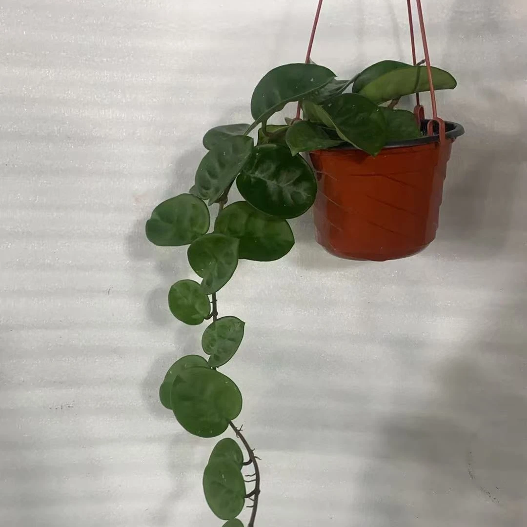 球兰爬藤植物可垂吊适合室内的美观盆栽