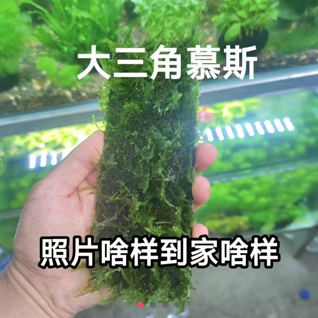 大三角莫斯鱼缸造景水草新手小白好养