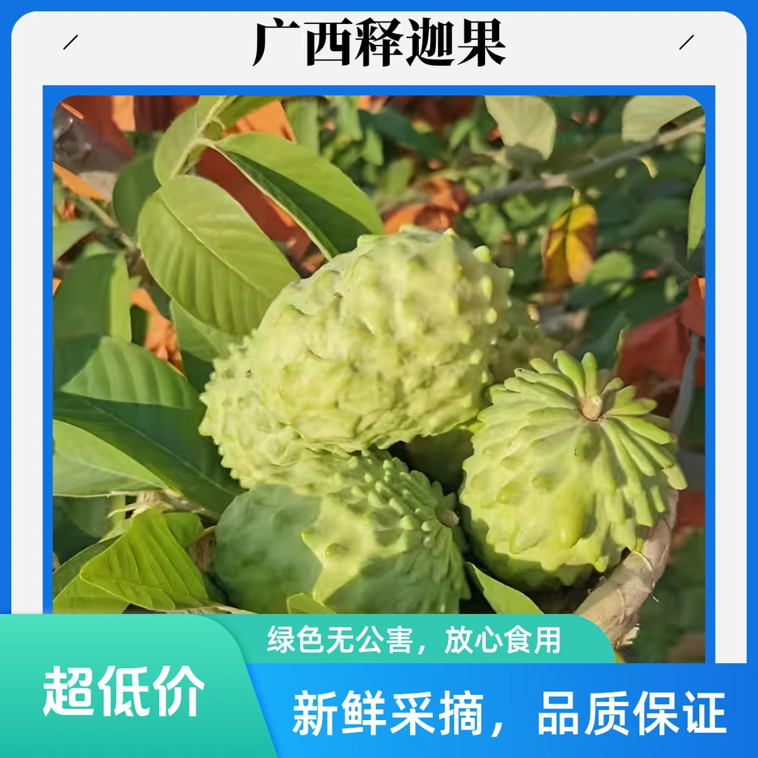 广西正宗释迦果新鲜凤梨释迦水果新鲜释迦果释迦果直播释迦果大果