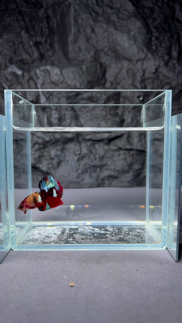 斗鱼竞拍链接A026