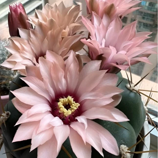 二妹园艺（良宽 实生根）好花色仙人球满18包邮随机发