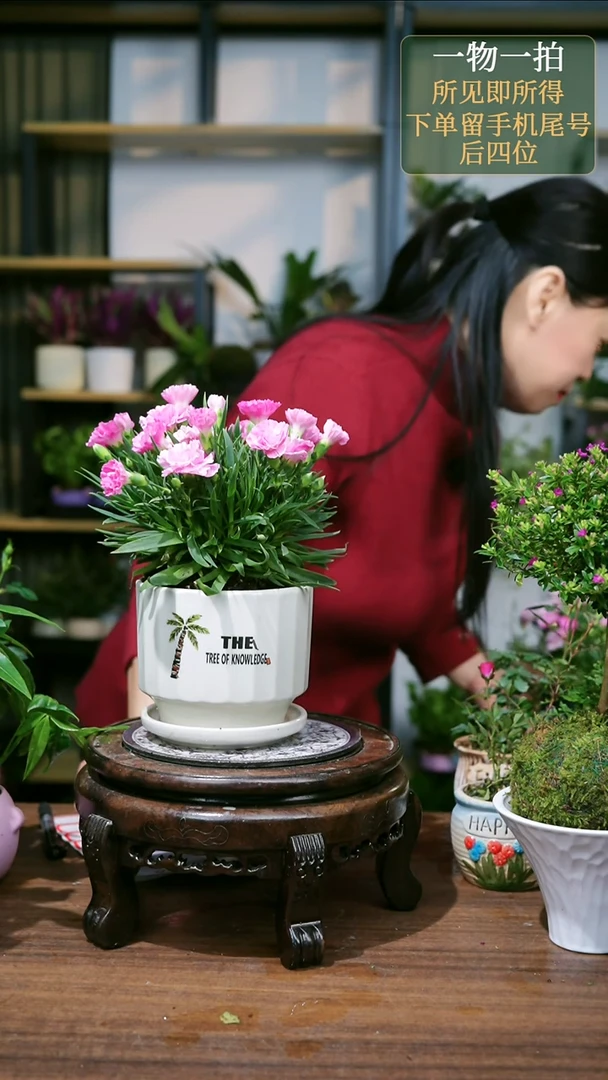 【闪购商品】2--康乃馨白随机