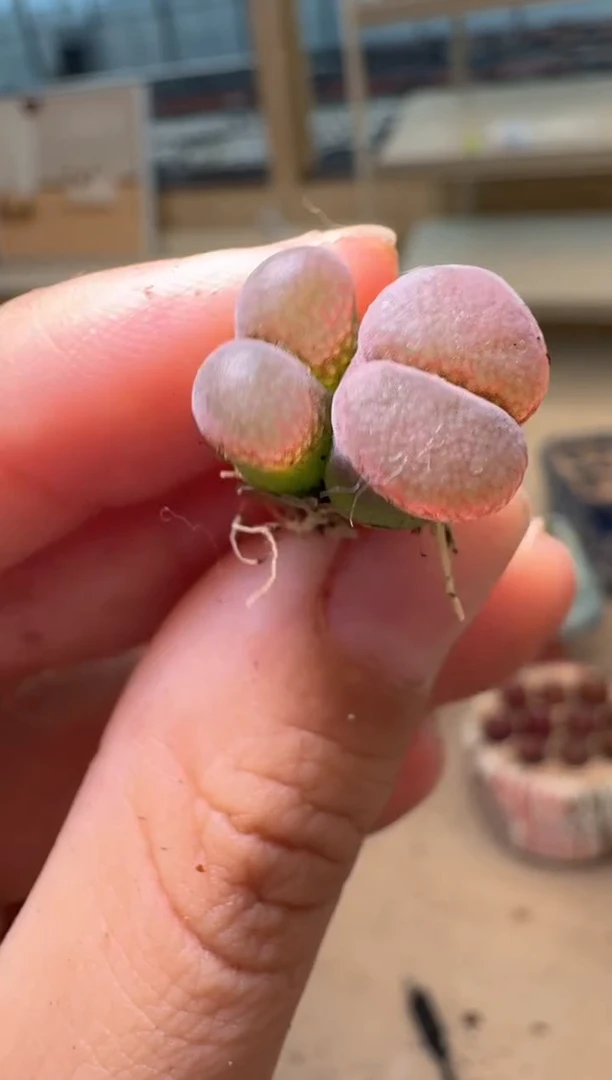 多肉植物肉锥16-210
