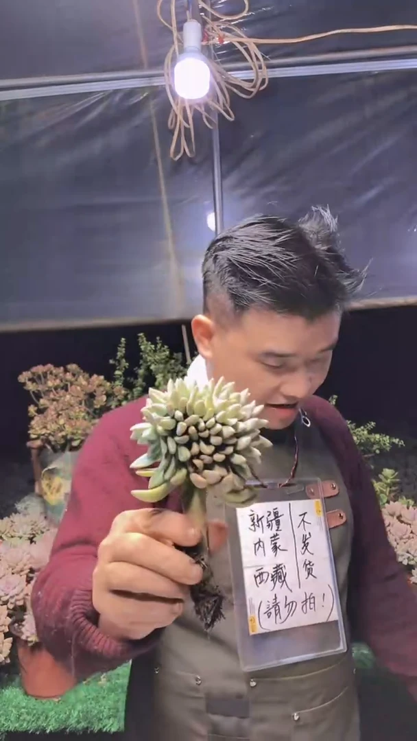 155淡雪缀化一物一拍