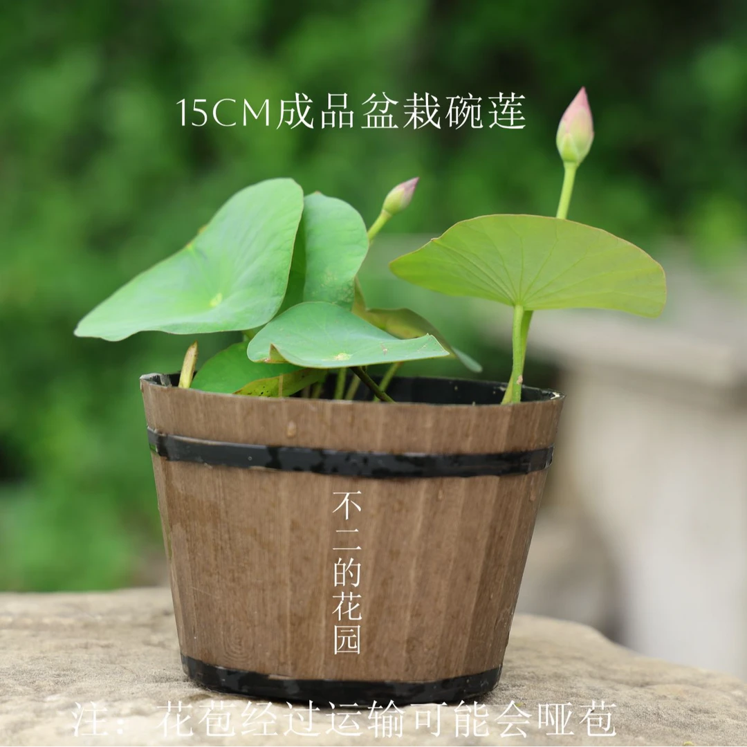 15cm碗莲成品苗带花苞发货