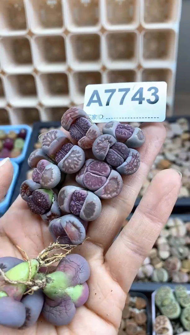 【闪购商品】7743直播一物一拍