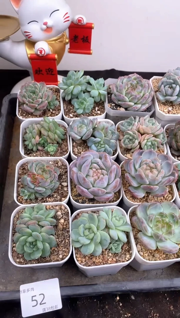 22.8一组一组包邮52号