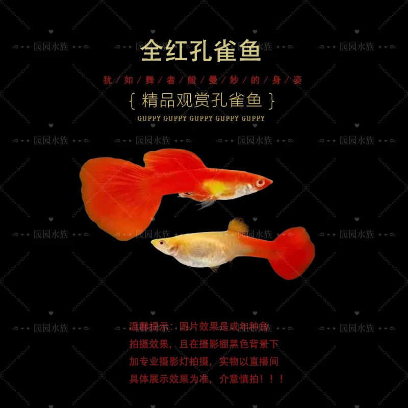 精品全红孔雀鱼小型热带鱼凤尾鱼纯种淡水好养耐活胎生鱼苗