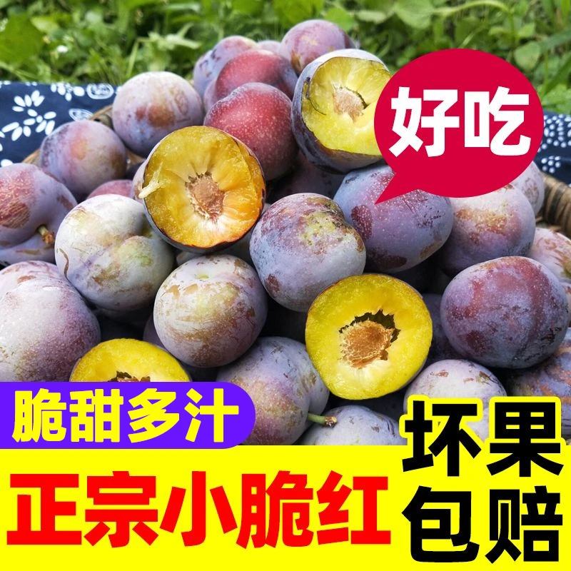 四川脆红李小脆红脱骨李新鲜应季水果脆甜脱骨新鲜现摘