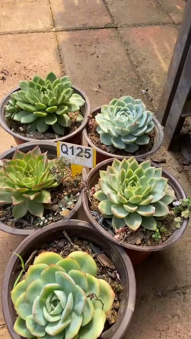Q125多肉组合默认脱土发货