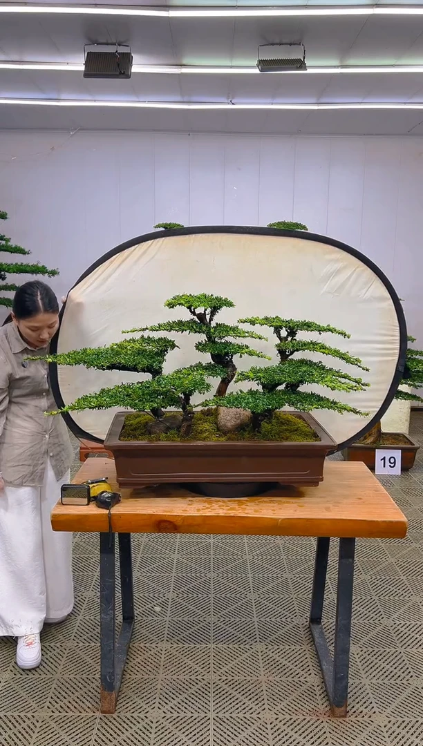 无花朵一物一拍一物一拍