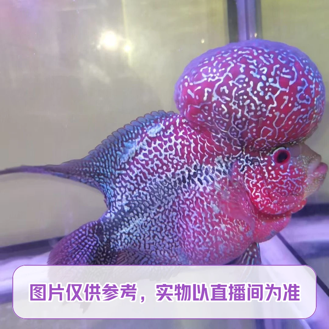 直播间罗汉鱼专拍2号