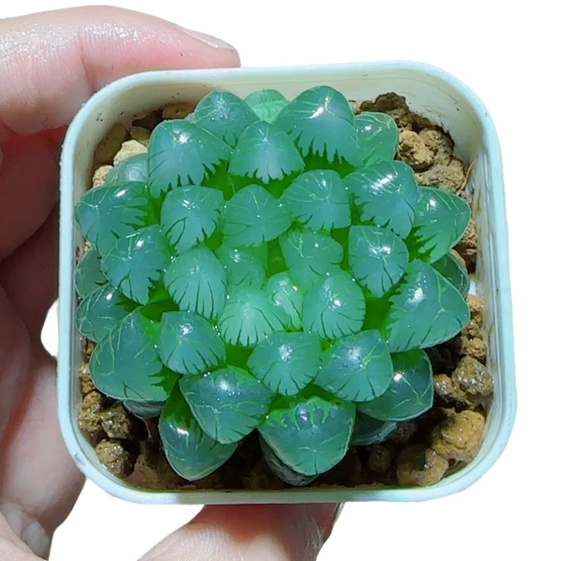 【糯姬玉露】好养拍下明天发货多肉植物