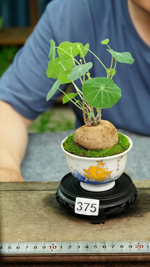 无花朵苔藓微景观375号