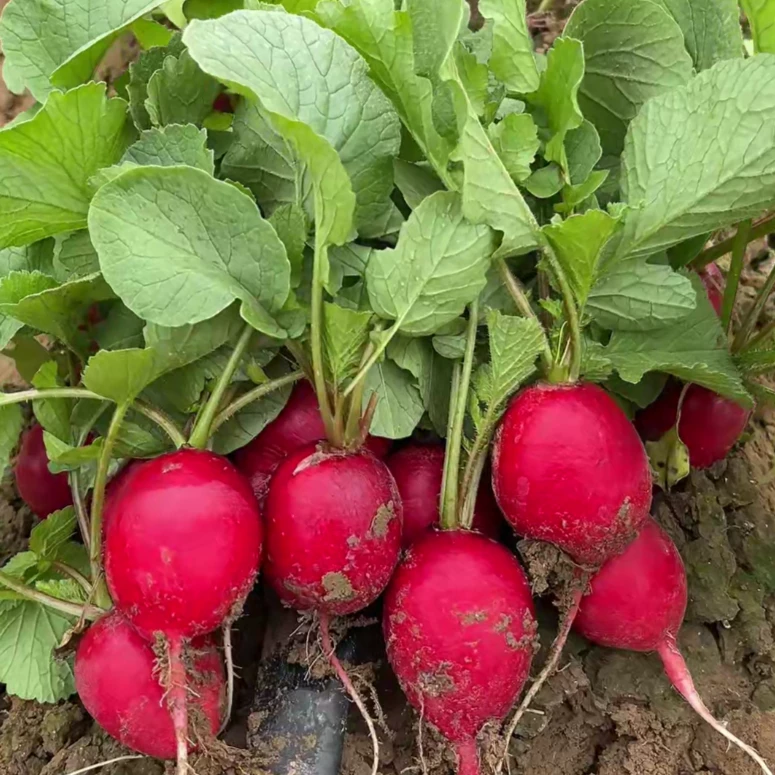 ☆樱桃萝卜种子水果萝卜土培蔬菜种籽