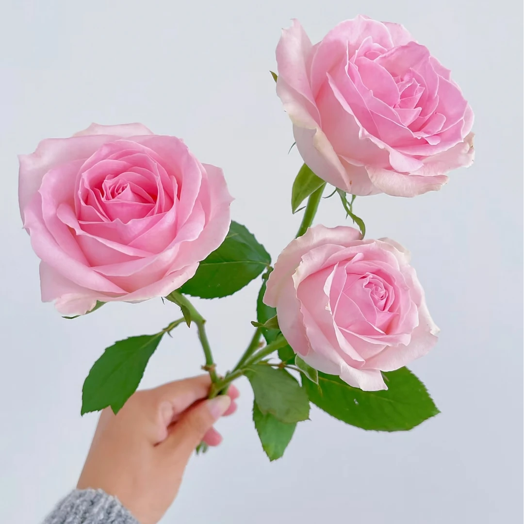 [粉红雪山]旗舰产品带地理标志，2单顺丰包邮，鲜切玫瑰10支装