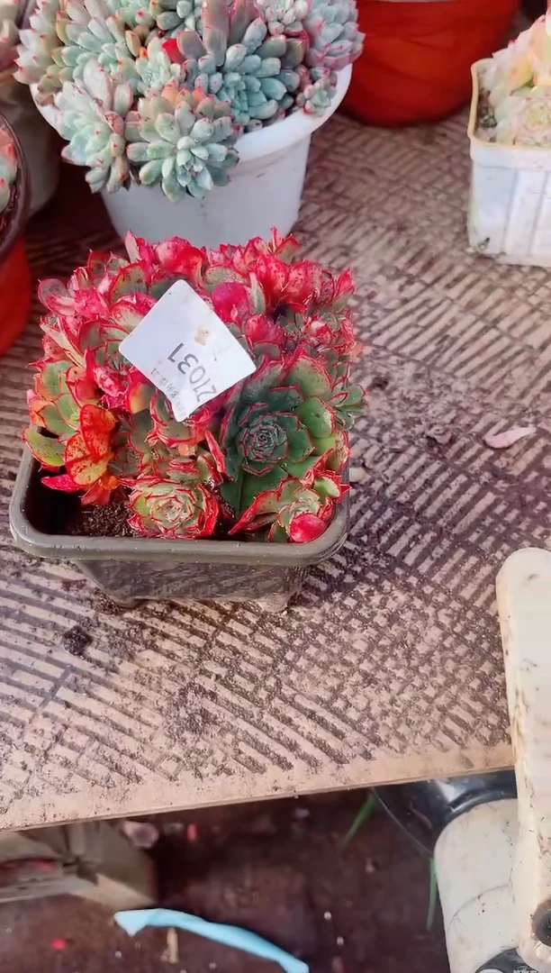 可****看跃跃精品多肉21031