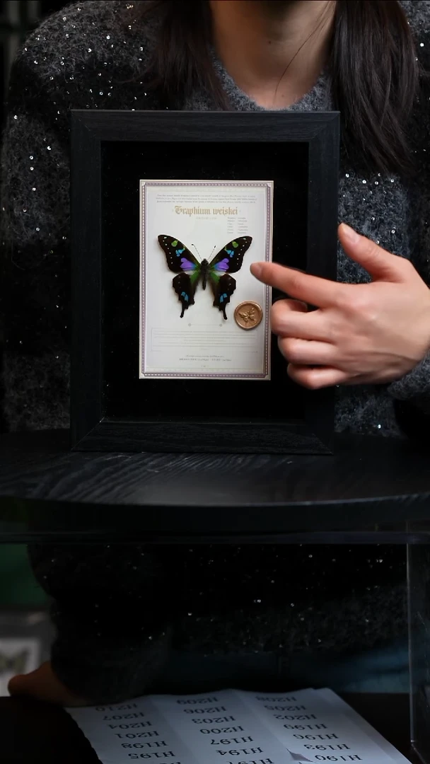 玫瑰青凤蝶设计款8寸黑框