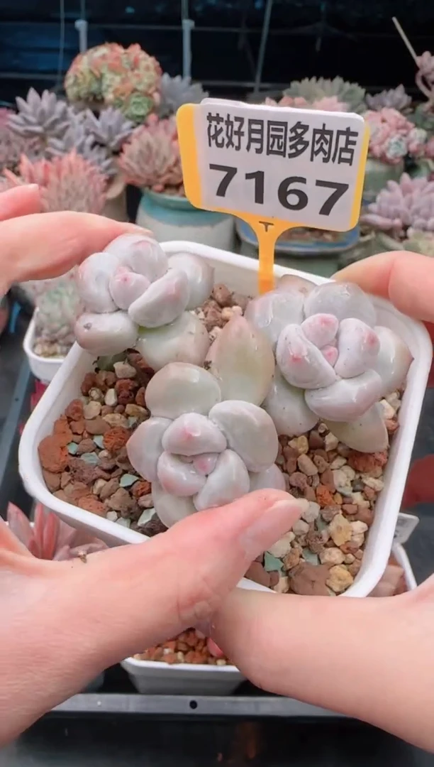 【闪购商品】7167香水
