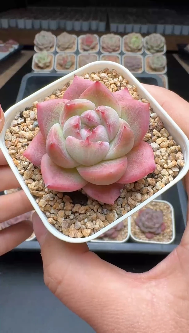 【闪购商品】176号一物一拍珍妮多肉花卉植物3颗起发