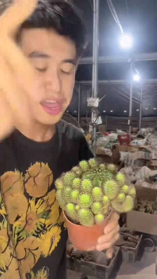 山脉天际线【实生根】掉崽不包