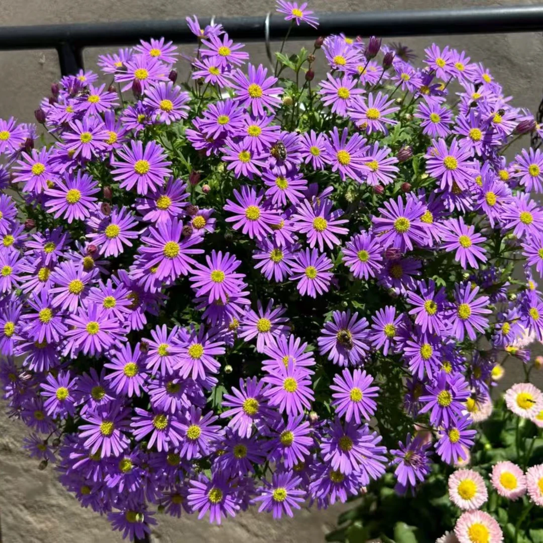 【姬小菊】花卉盆栽好看好养（爆花机器，文艺小碎花）