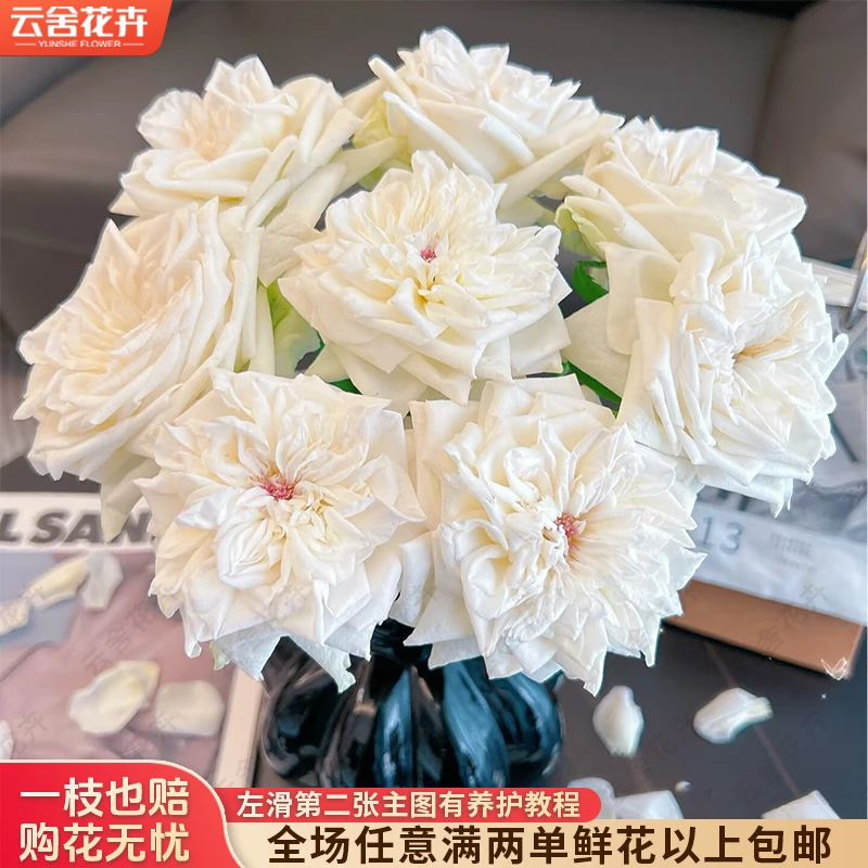 【云舍花卉】【白荔枝】单头玫瑰  全场鲜花任意满两单及以上包邮发货
