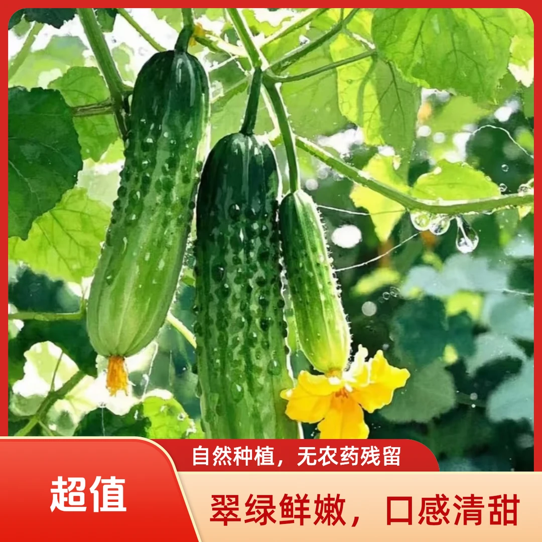 【正宗马坊营旱黄瓜】清脆爽口脆嫩多汁瓜香浓郁鲜脆可口马坊营旱黄瓜