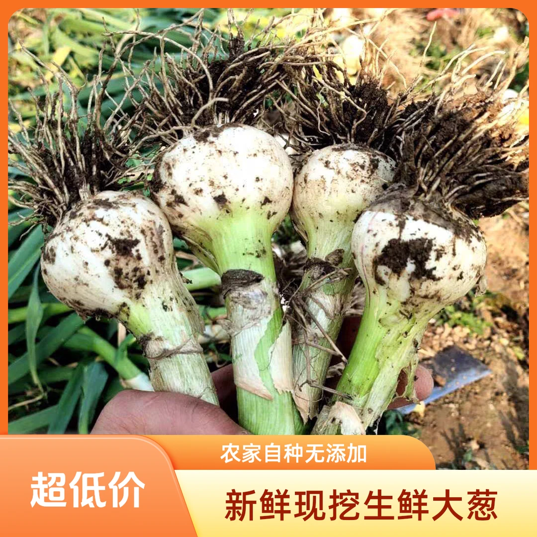 东北农家小青蒜新鲜现挖白皮嫩蒜湿蒜适合腌制糖醋蒜