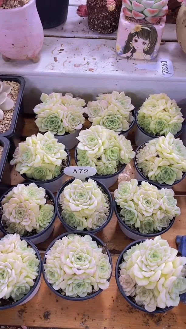 【闪购商品】A72- 白天鹅手捧花群生（量拍）