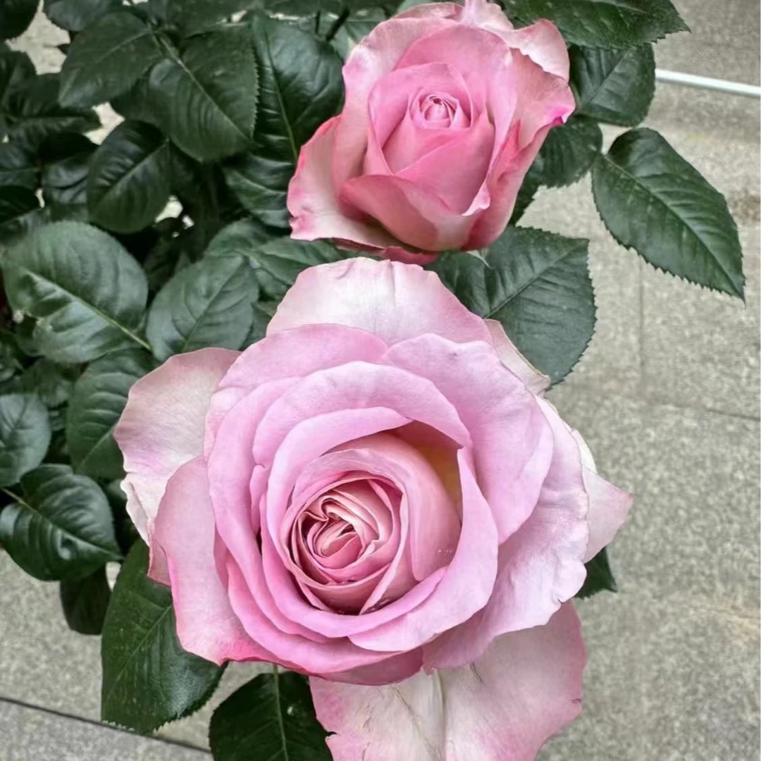 青衣四季新品种开花月季