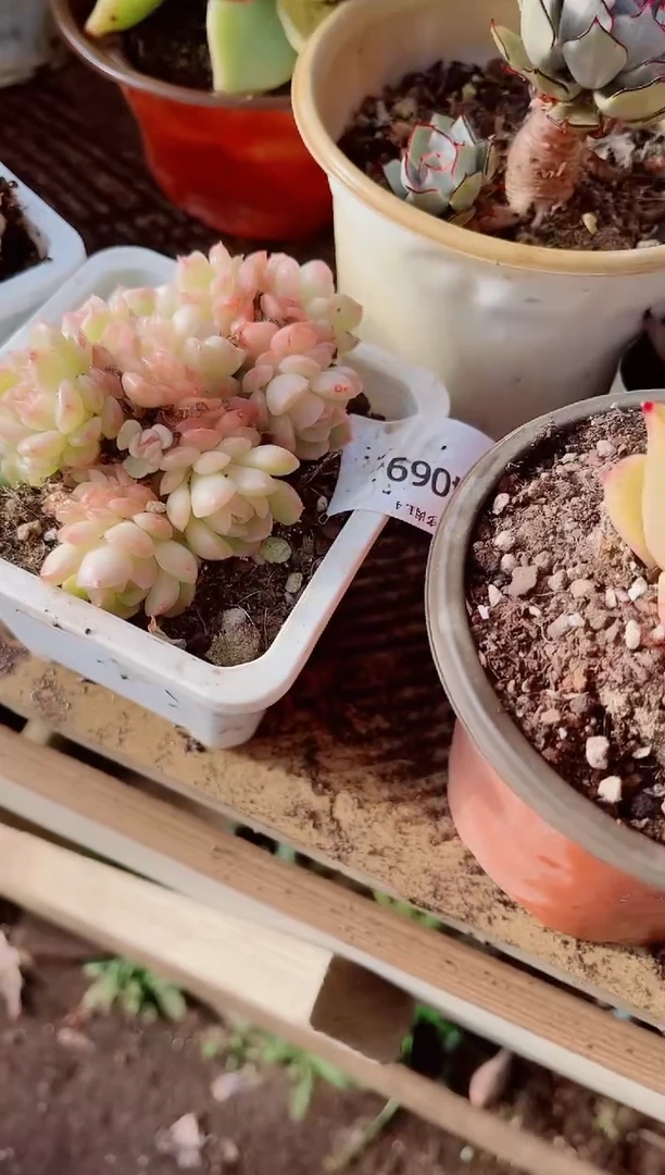 翡***?跃跃精品多肉04069