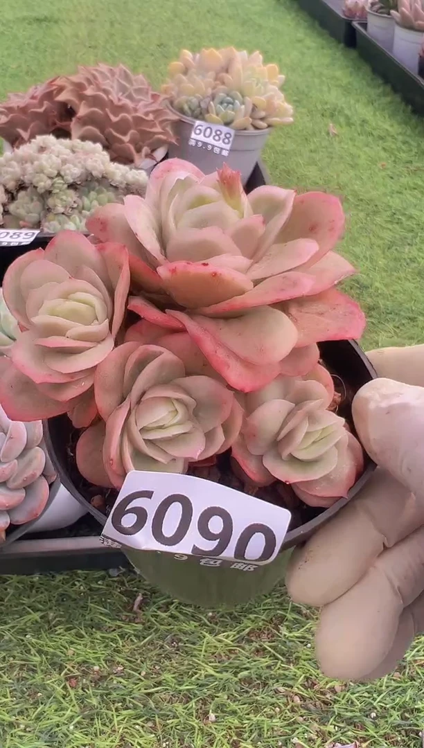 【闪购商品】信福多肉一物一拍