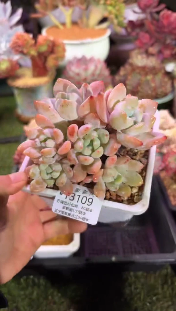 【闪购商品】13109